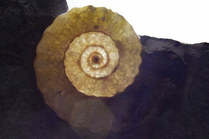 Jurassic Fossil Ammonite (Promicroceras) - Backlit Ammonite #351127